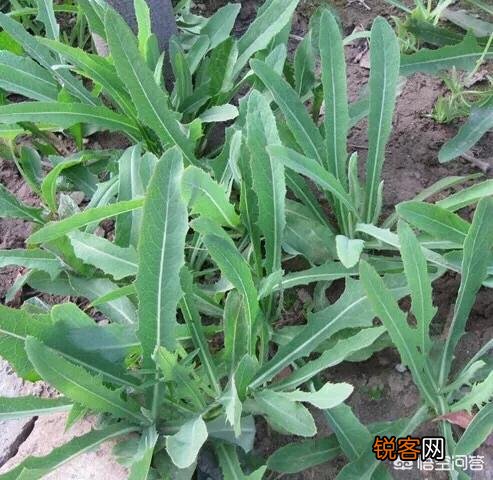 在农村,有什么野菜可以食用且对身体有益？