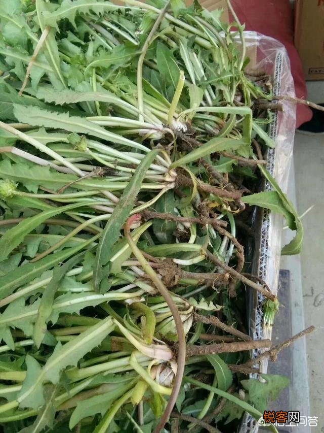 在农村,有什么野菜可以食用且对身体有益？
