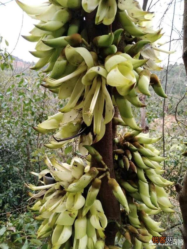 在农村你见过最漂亮的野菜是什么菜？
