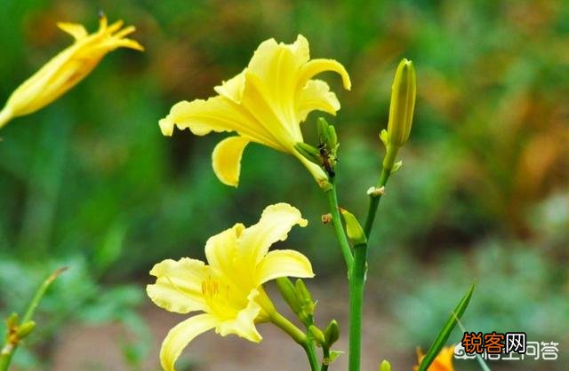 在农村你见过最漂亮的野菜是什么菜？