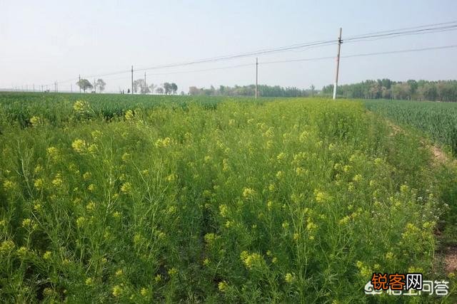 在农村你见过最漂亮的野菜是什么菜？