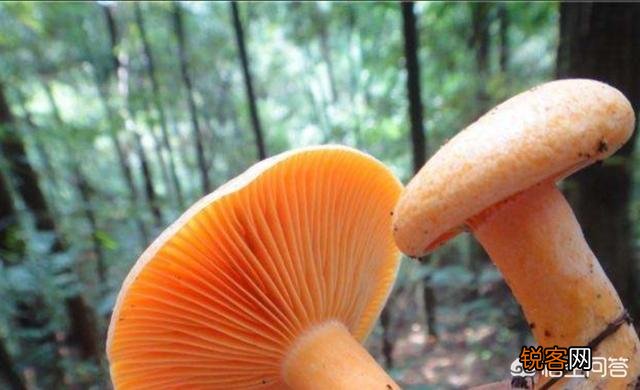 在农村你见过最漂亮的野菜是什么菜？