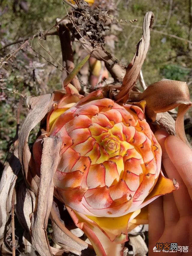 在农村你见过最漂亮的野菜是什么菜？