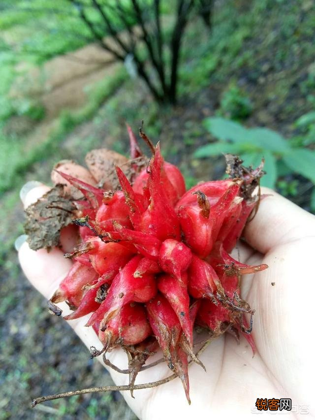 在农村你见过最漂亮的野菜是什么菜？