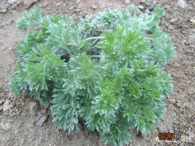 你知道哪些在农村泛滥,却又有很大药用价值的野菜野草？