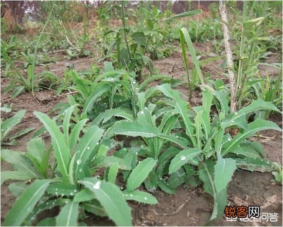 你知道哪些在农村泛滥,却又有很大药用价值的野菜野草？