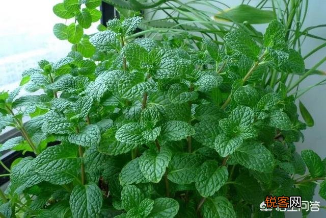 你知道哪些在农村泛滥,却又有很大药用价值的野菜野草？