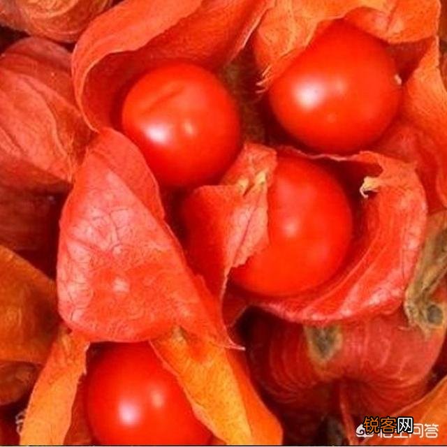你知道哪些在农村泛滥,却又有很大药用价值的野菜野草？
