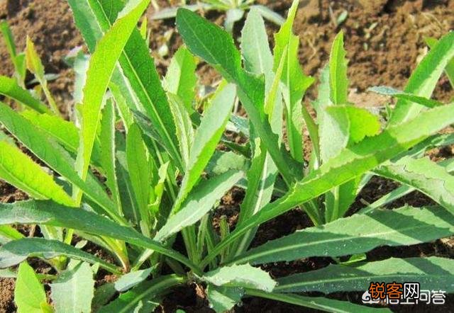你知道哪些在农村泛滥,却又有很大药用价值的野菜野草？