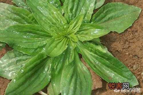 你知道哪些在农村泛滥,却又有很大药用价值的野菜野草？