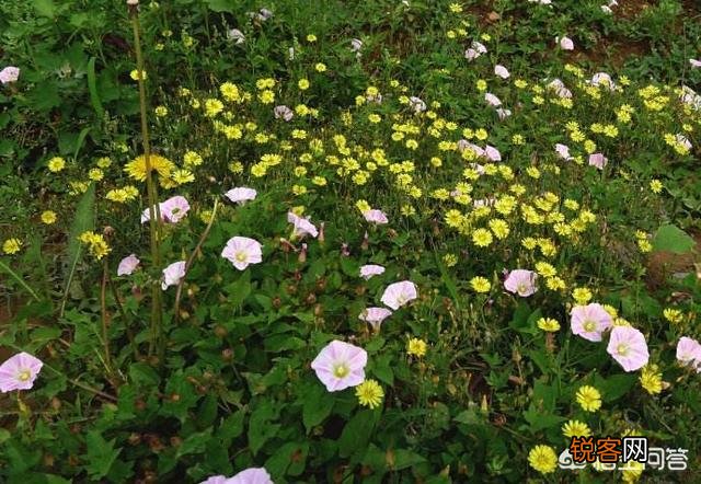 你知道哪些在农村泛滥,却又有很大药用价值的野菜野草？