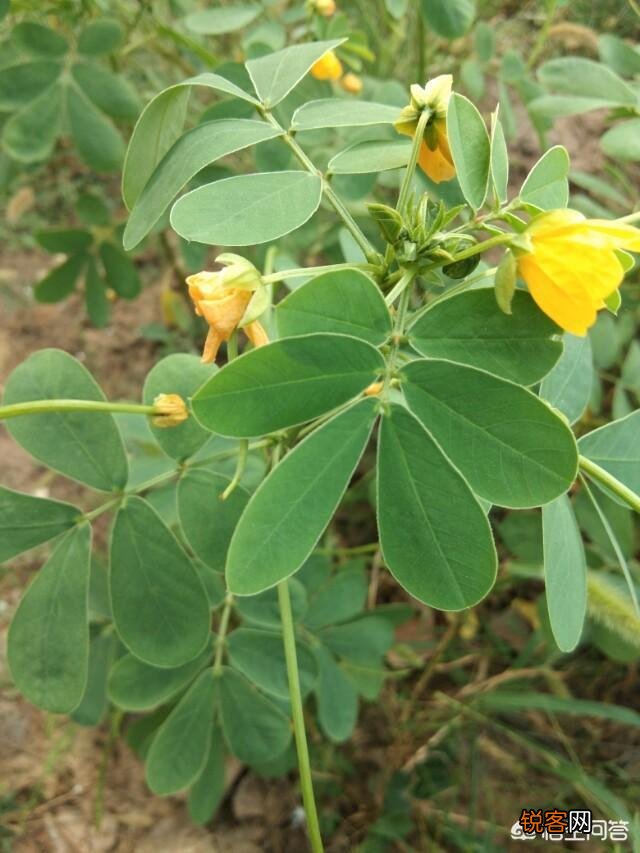 你知道哪些在农村泛滥,却又有很大药用价值的野菜野草？