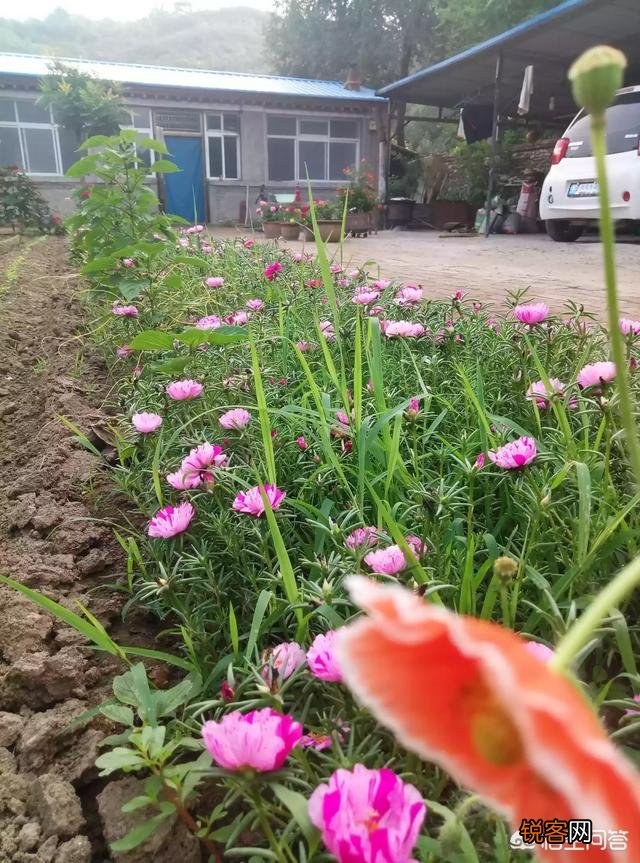 你知道哪些在农村泛滥,却又有很大药用价值的野菜野草？