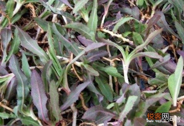 你知道哪些在农村泛滥,却又有很大药用价值的野菜野草？