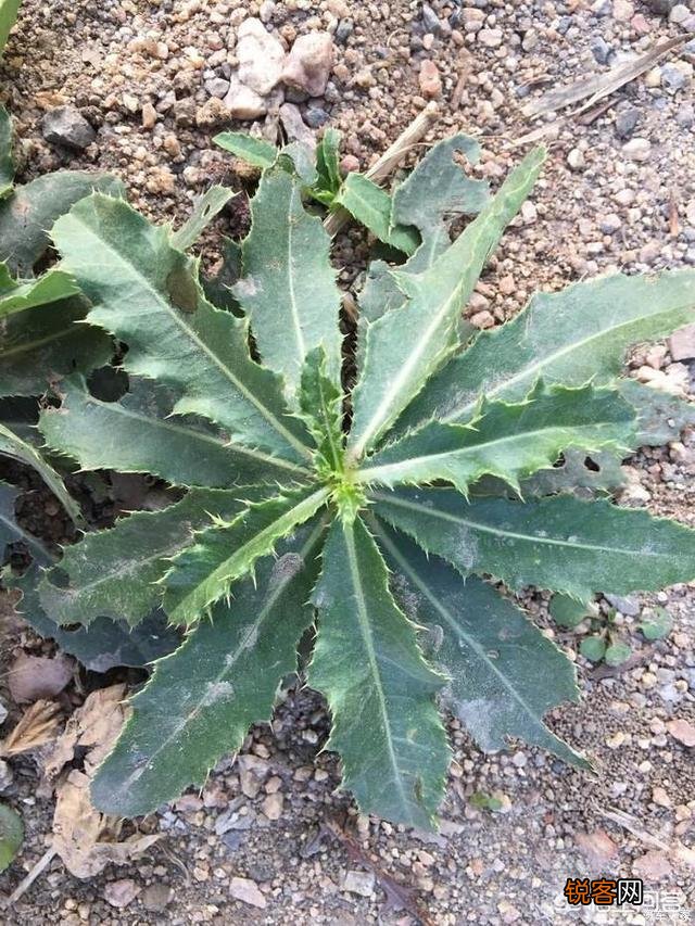 你知道哪些在农村泛滥,却又有很大药用价值的野菜野草？