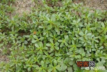 你知道哪些在农村泛滥,却又有很大药用价值的野菜野草？