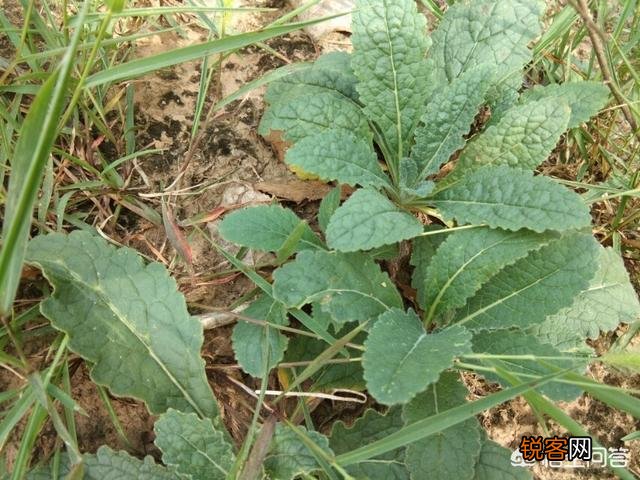 你知道哪些在农村泛滥,却又有很大药用价值的野菜野草？