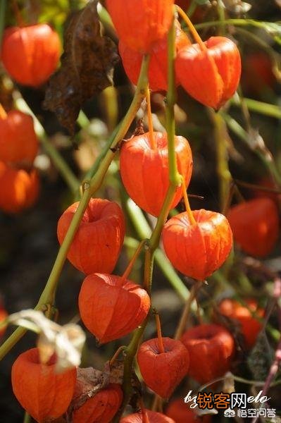 你知道哪些在农村泛滥,却又有很大药用价值的野菜野草？