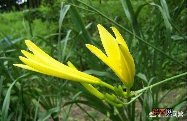 你知道哪些在农村泛滥,却又有很大药用价值的野菜野草？