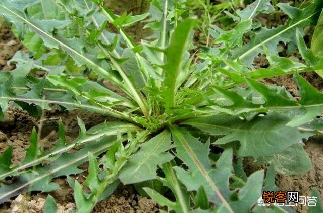 你知道哪些在农村泛滥,却又有很大药用价值的野菜野草？