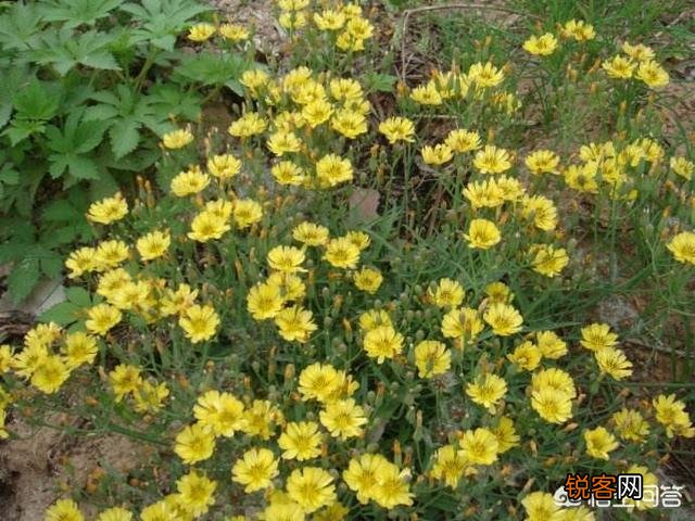 你知道哪些在农村泛滥,却又有很大药用价值的野菜野草？