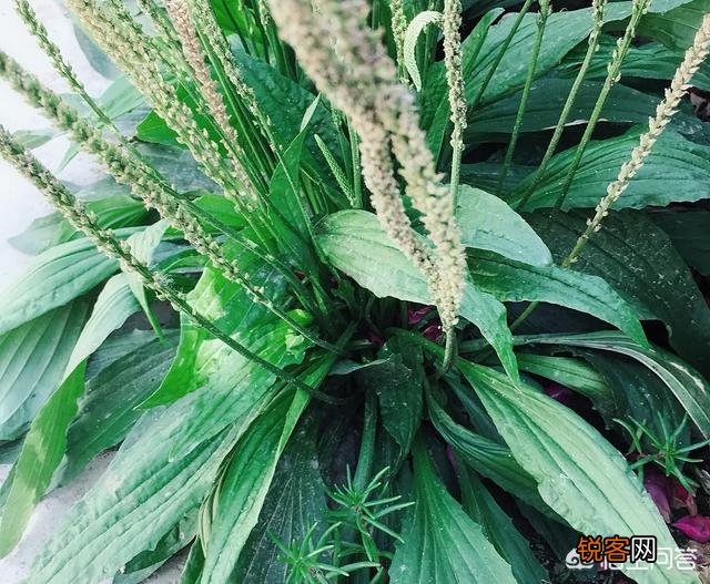 你知道哪些在农村泛滥,却又有很大药用价值的野菜野草？