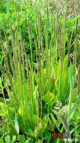 你知道哪些在农村泛滥,却又有很大药用价值的野菜野草？