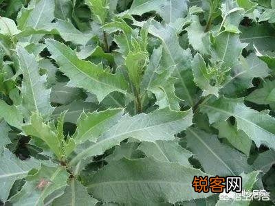 你知道哪些在农村泛滥,却又有很大药用价值的野菜野草？