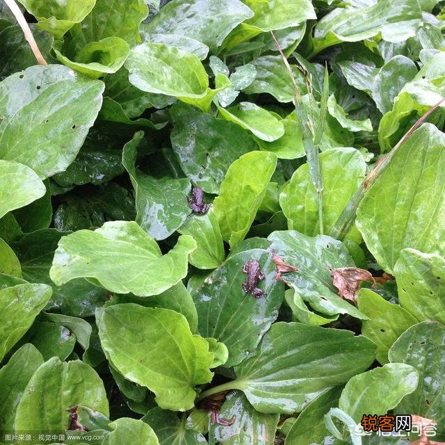 你知道哪些在农村泛滥,却又有很大药用价值的野菜野草？
