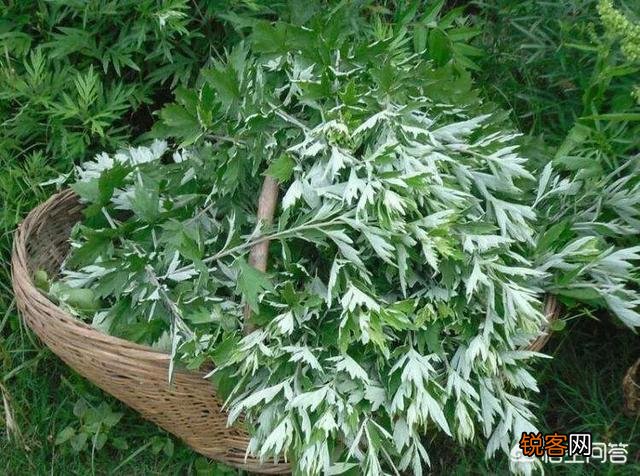 你知道哪些在农村泛滥,却又有很大药用价值的野菜野草？