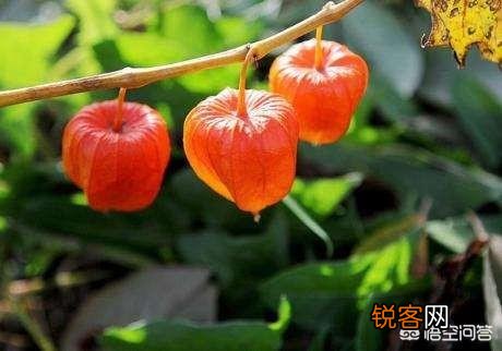 你知道哪些在农村泛滥,却又有很大药用价值的野菜野草？