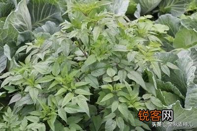 农村有哪些野菜堪称美食？能否晒晒照片？