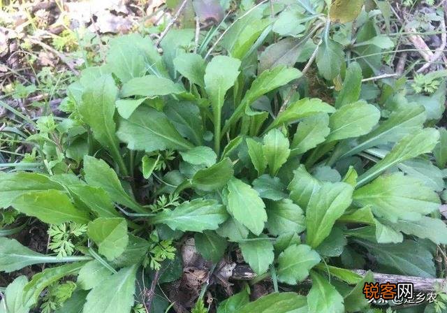 农村有哪些野菜堪称美食？能否晒晒照片？