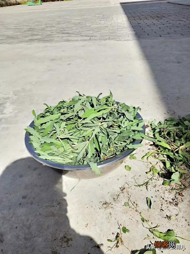 农村有哪些野菜堪称美食？能否晒晒照片？
