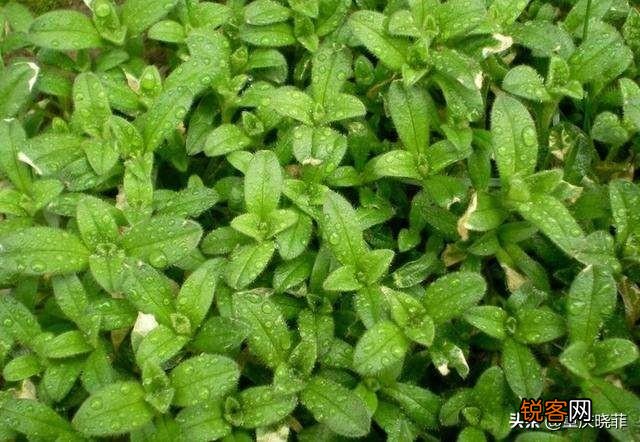 农村有哪些野菜堪称美食？能否晒晒照片？
