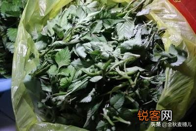农村有哪些野菜堪称美食？能否晒晒照片？