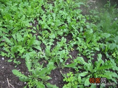 农村有哪些野菜堪称美食？能否晒晒照片？
