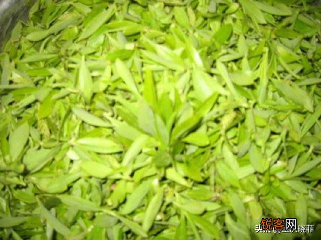 农村有哪些野菜堪称美食？能否晒晒照片？