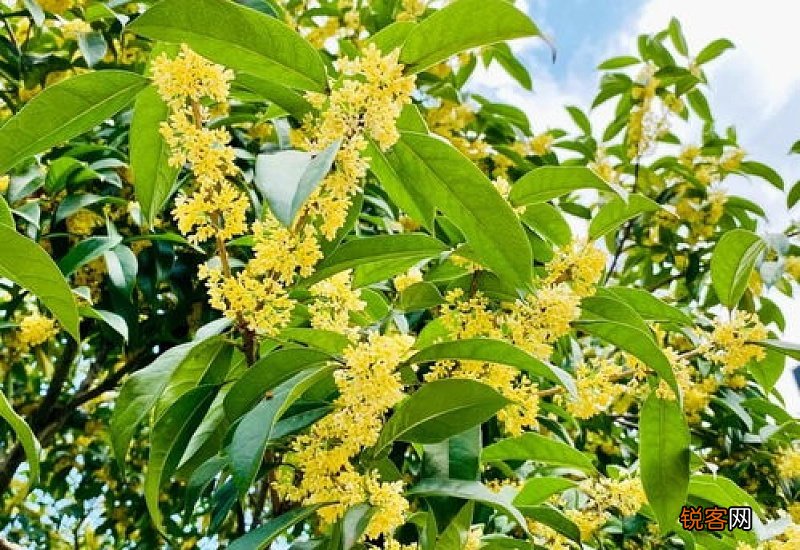 桂花怎么保存香味不散