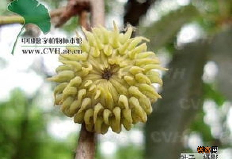 菊花有果实嘛