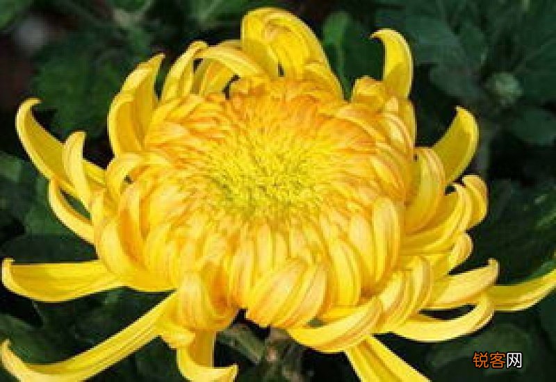 情人节菊花什么意思