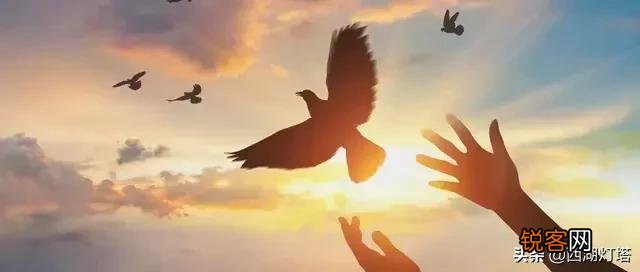 海鸥的寓意和象征意义 风雨中的勇者