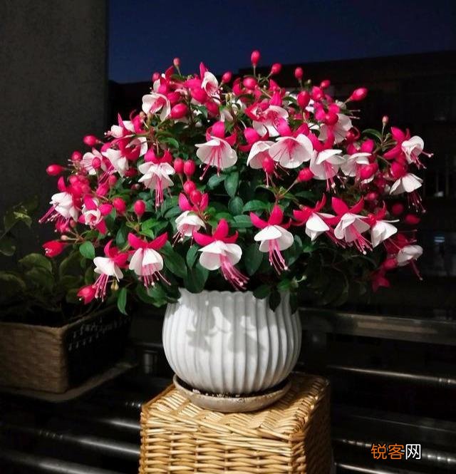 倒挂金钟怎么养 掌握好这四点 灯笼花不断
