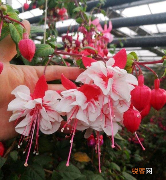 倒挂金钟怎么养 掌握好这四点 灯笼花不断