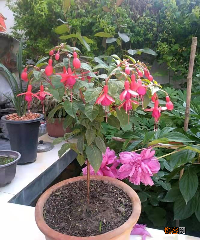倒挂金钟怎么养 掌握好这四点 灯笼花不断