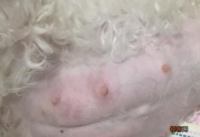 狗狗生产前桃子变化