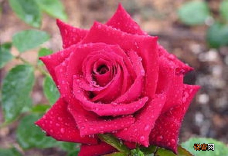 香皂玫瑰花是用来干什么的