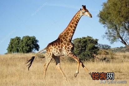 一头壮年雄狮打得过一头壮年长颈鹿吗？狮子会不会猎杀壮年长颈鹿？