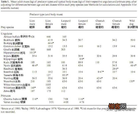 一头壮年雄狮打得过一头壮年长颈鹿吗？狮子会不会猎杀壮年长颈鹿？