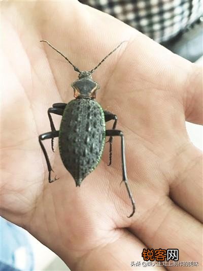 什么步甲比大王虎甲大？